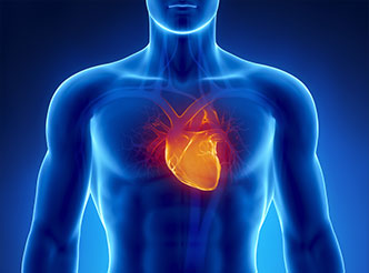 心血管系统领域模型数据