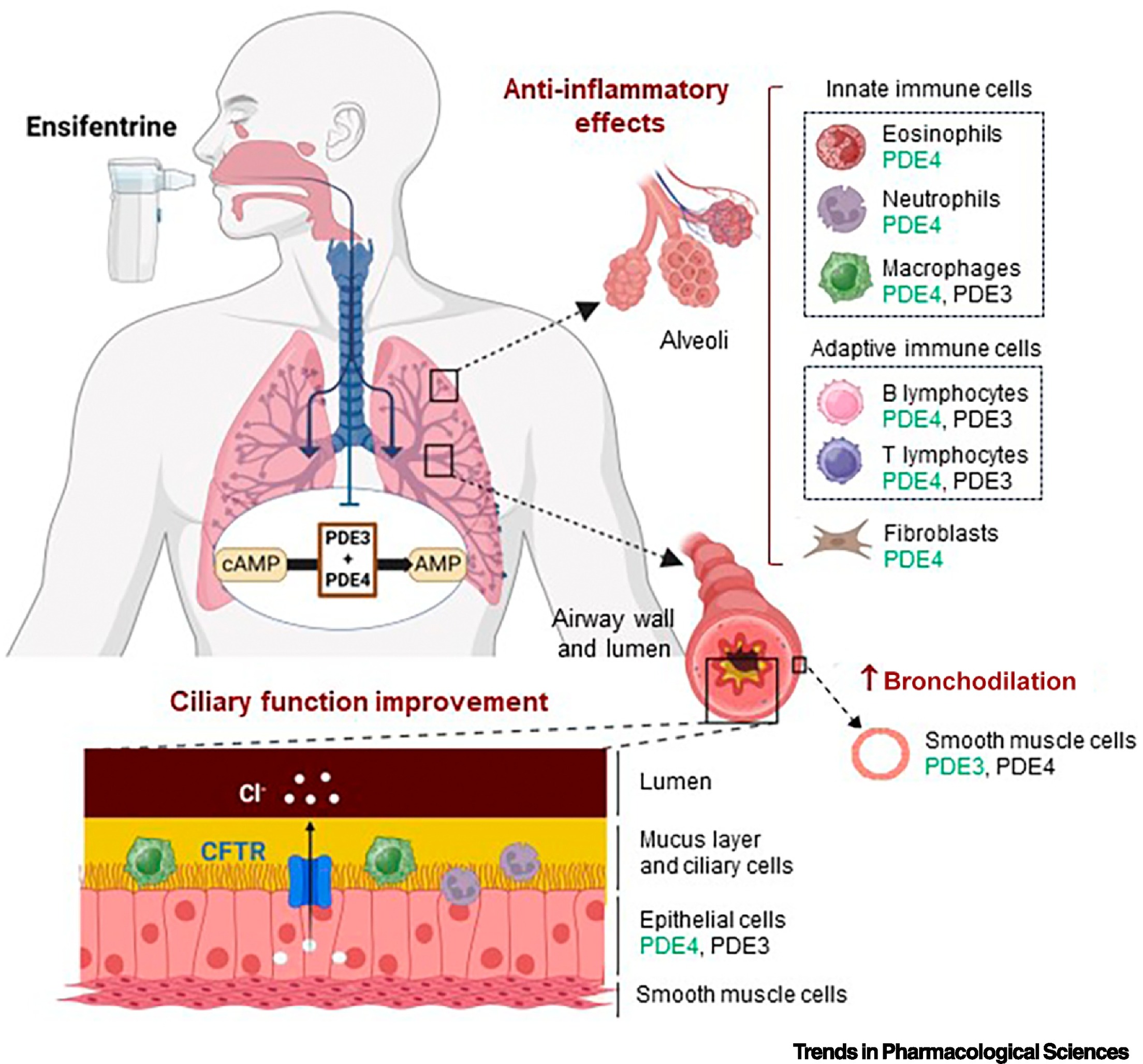 默沙东收购Verona Pharma：COPD药物研发，动物模型如何赋能？