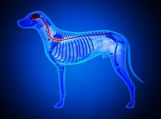 大动物模型-犬