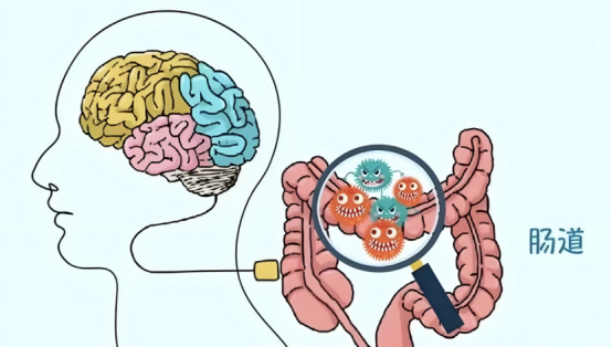 肠脑轴实锤!Tacr3/脆弱拟杆菌介导肠道控脑