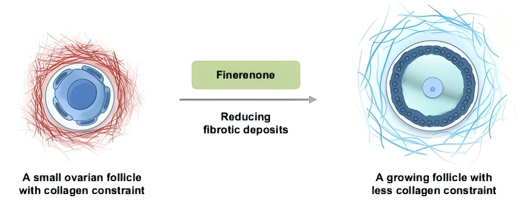Science重磅！老药新用，卵巢早衰患者重获生育希望