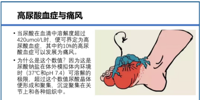 高尿酸药物临床前开发,如何选对动物模型少走弯路